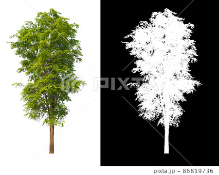 Green tree isolated on white background with post cut out original background and white background replaced for easy to selection with clippings path inside Green tree isolated on white background with post cut out original background and white background replaced for easy to selection with clippings path inside 86819736