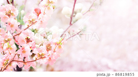 Horizontal banner with Japanese Quince flowers (Chaenomeles japonica) of pink color on sunny backdrop Horizontal banner with Japanese Quince flowers (Chaenomeles japonica) of pink color on sunny backdrop 86819855
