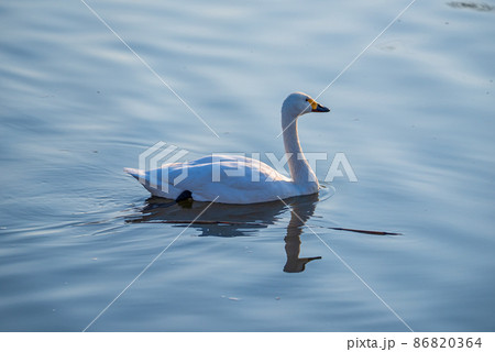 コハクチョウ　一羽　越辺川　白鳥飛来地　川島町 86820364