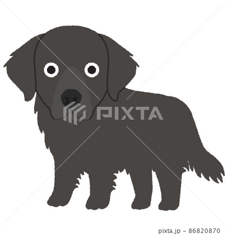 フラットコーテッド・レトリバーの犬イラスト フラットコーテッド・レトリバーの犬イラスト 86820870
