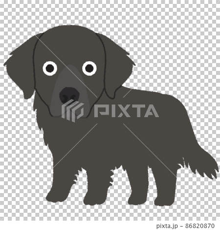 Flat Coated Retriever Dog Illustration 86820870