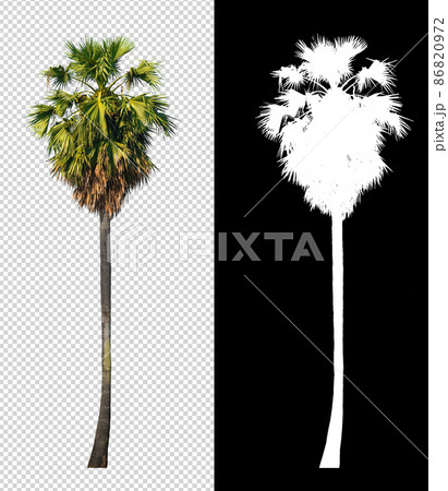 sugar palm tree on transparent picture background with clipping path sugar palm tree on transparent picture background with clipping path 86820972