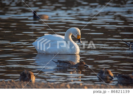 コハクチョウ　一羽　オナガガモ　越辺川　白鳥飛来地　川島町 86821139