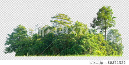 forest scape cut out background with clipping path on transparent picture 86821322