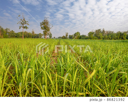 sugar cane field in cloudy day sugar cane field in cloudy day 86821392