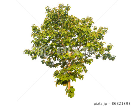Isolated tree on white background Isolated tree on white background 86821393