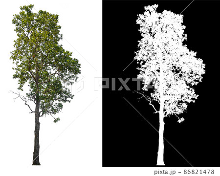 original background and white background replaced for easy to selection with clippings path inside original background and white background replaced for easy to selection with clippings path inside 86821478