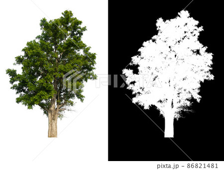 Green tree isolated on white background 86821481
