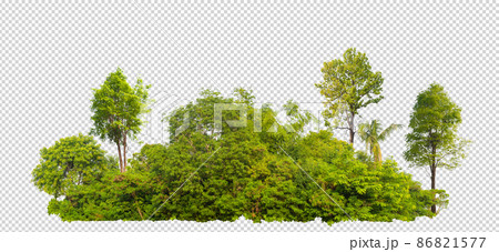 forest scape picture with cut out from original background with selection or clipping path, one click selection, hight resolution forestcape picture fast and easy for use forest scape picture with cut out from original background with selection or clipping path, one click selection, hight resolution forestcape picture fast and easy for use 86821577