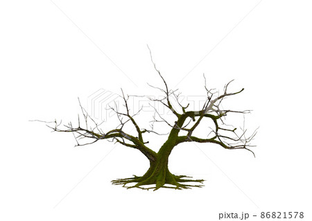 3D death tree on white background with clippings path 86821578