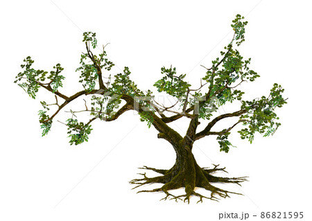 isolated big tree and leafless on white background 86821595