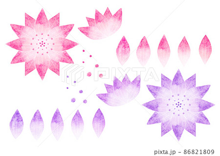 アストランティア アストランティア 86821809