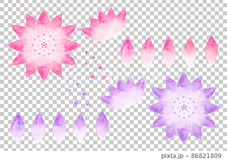 アストランティア アストランティア 86821809