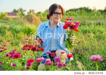 Middle-aged woman with garden shears picking bouquet of zinnia flowers Middle-aged woman with garden shears picking bouquet of zinnia flowers 86823046