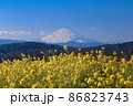 菜の花畑と富士山 86823743