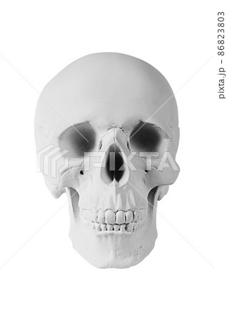 Gypsum human skull on isolated white background with clipping path. Plaster sample model skull for students of art schools. Forensic science, anatomy and art education concept. Mockup for drawing. Gypsum human skull on isolated white background with clipping path. Plaster sample model skull for students of art schools. Forensic science, anatomy and art education concept. Mockup for drawing. 86823803