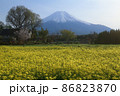 富士山と菜の花 86823870