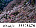 早春の梅林 86823879