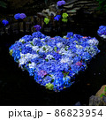 紫陽花 86823954