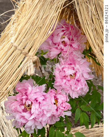 冬ぼたん 86824321