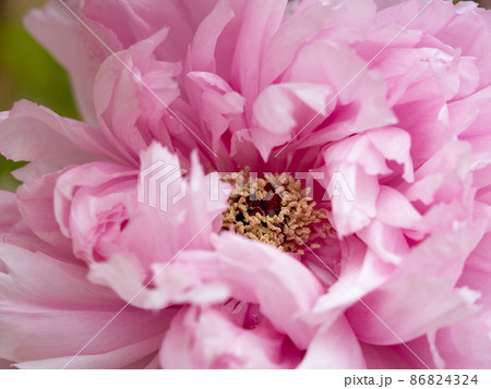 冬ぼたん 86824324