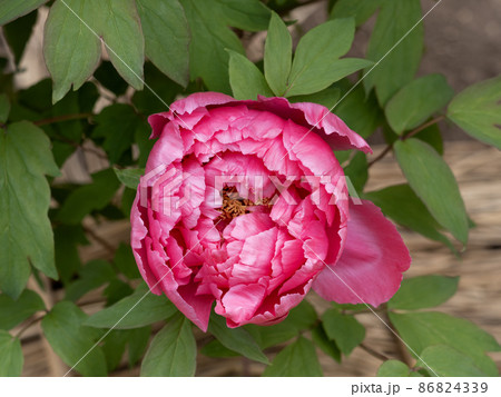 冬ぼたん 86824339