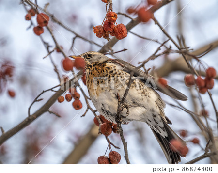 Fieldfare sitting on the bush and feeding on wild red apples in winter or early spring time. Fieldfare sitting on the bush and feeding on wild red apples in winter or early spring time. 86824800