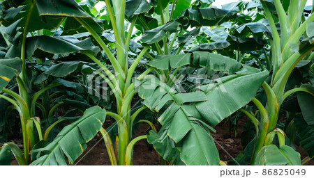 Green banana trees growing at field 86825049