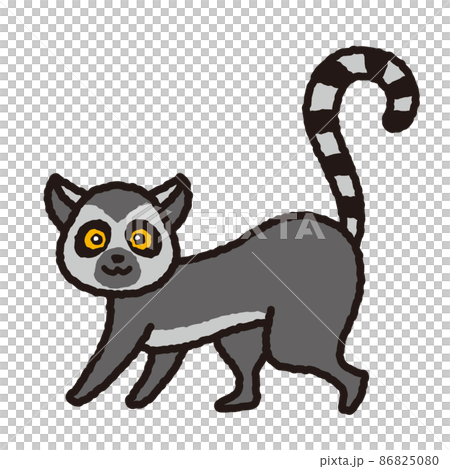 Lemur illustration Lemur illustration 86825080
