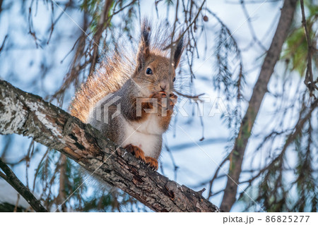 The squirrel with nut sits on tree in the winter or late autumn 86825277