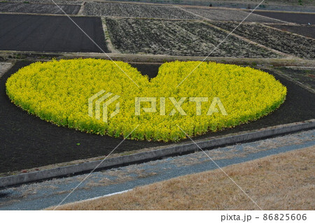 津市　菜の花　ハート畑 86825606