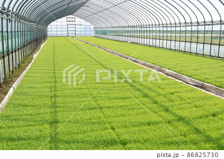 緑の苗代横 86825730