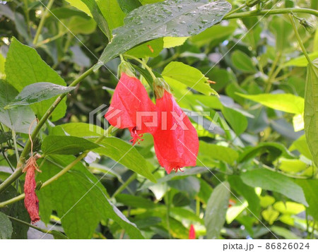 ウナズキヒメフヨウ 　Sleeping Hibiscus 86826024