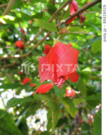 ウナズキヒメフヨウ 首肯き姫芙蓉 の写真素材