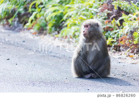 屋久島でのんびりする野生の猿 86826260