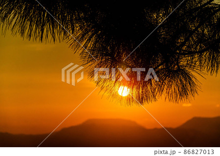 silhouette of pine trees during sunset silhouette of pine trees during sunset 86827013
