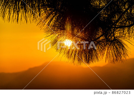 silhouette of pine trees during sunset silhouette of pine trees during sunset 86827023