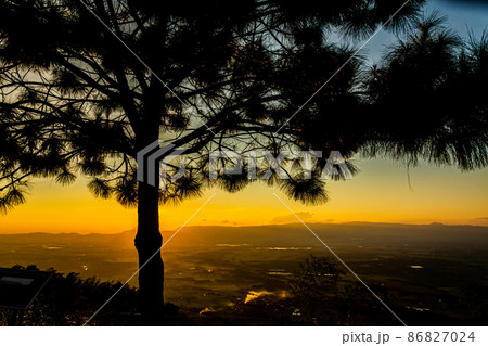 silhouette of pine trees during sunset silhouette of pine trees during sunset 86827024