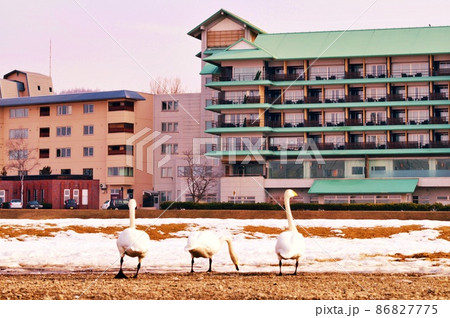 十勝川温泉の白鳥 十勝川温泉の白鳥 86827775