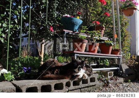 昼下がりの猫 日向ぼっこ 休日 昼下がりの猫 日向ぼっこ 休日 86828283