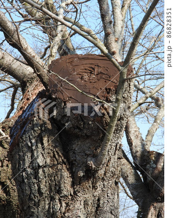 樹木管理の例（桜の枝打ち跡を乾燥防止のためコーキング材で被覆した状態） 86828351