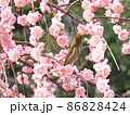 春の花の蜜を吸うメジロ 86828424