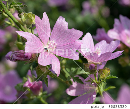 Common mallow, Malva sylvestris 86828520