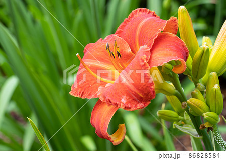 Day lily, Hemerocallis 86828584