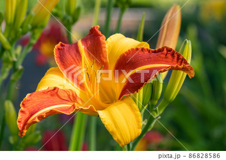 Day lily, Hemerocallis 86828586