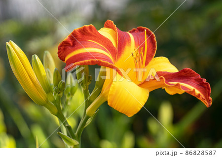 Day lily, Hemerocallis 86828587