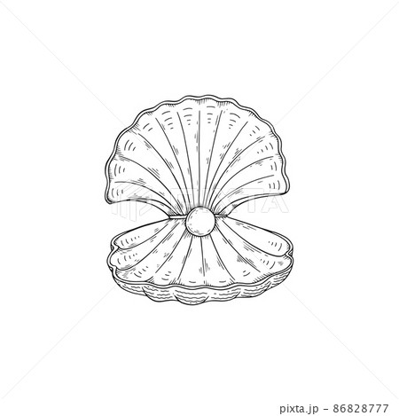 Seashell Sketch Images  Browse 26061 Stock Photos Vectors and Video   Adobe Stock