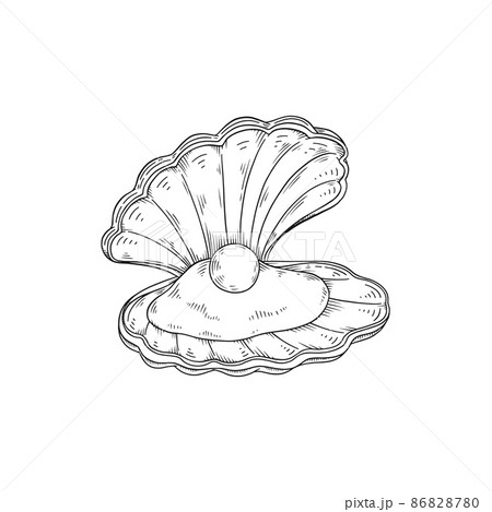 pearl clam drawing