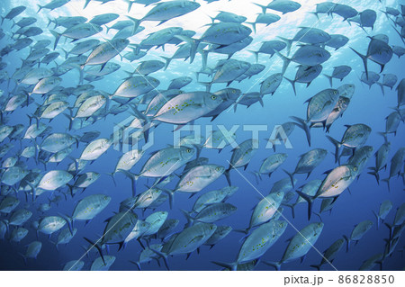 海 回遊魚 海 回遊魚 86828850