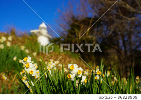 岡山県最南端・六島に咲く水仙と岡山県最古の灯台の六島灯台　岡山県笠岡市 86828909